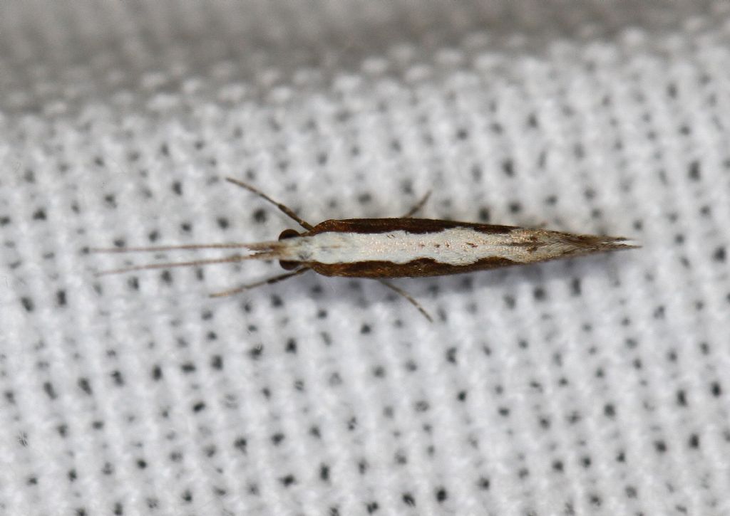 Plutella xylostella ?